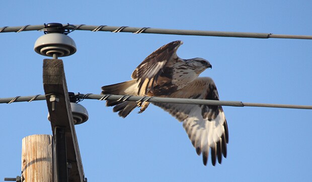 Birds protection covers lines and extensions | TE Connectivity